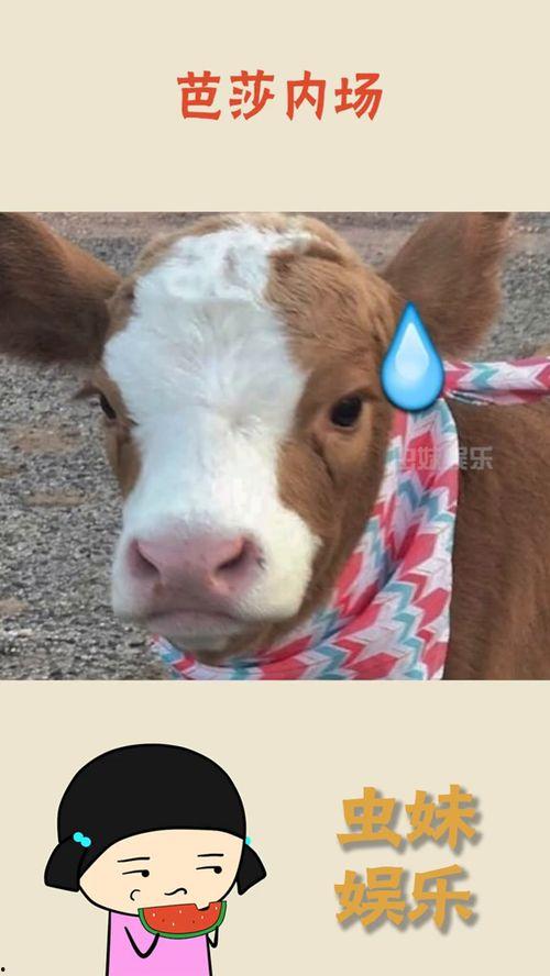 娱乐吃瓜酱喜羊羊,娱乐吃瓜酱的趣味解读