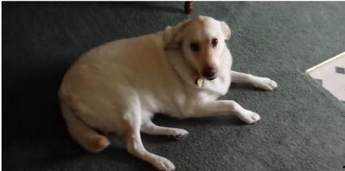 娱乐吃瓜酱狗吃鸡,狗吃鸡背后的娱乐风云