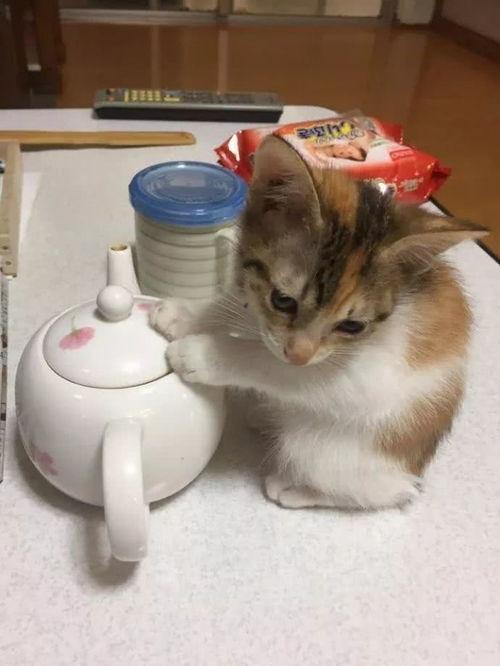 娱乐吃瓜酱小奶猫,揭秘娱乐圈那些不为人知的幕后故事