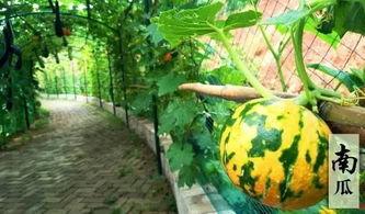 娱乐吃瓜摸鱼,摸鱼时光里的娱乐揭秘