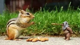 娱乐吃瓜小松鼠小说,小松鼠的吃瓜日常