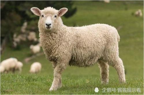 羊了个羊娱乐吃瓜爆料,揭秘娱乐圈最新爆料背后的真相